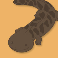 いぶらひむ じゅにあ